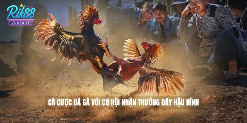 Cá cược Đá Gà với cơ hội nhận thưởng đầy hậu hĩnh