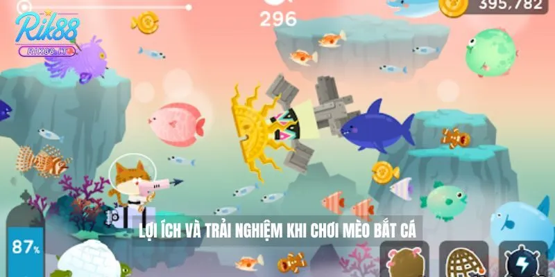 Lợi ích và trải nghiệm khi chơi mèo bắt cá