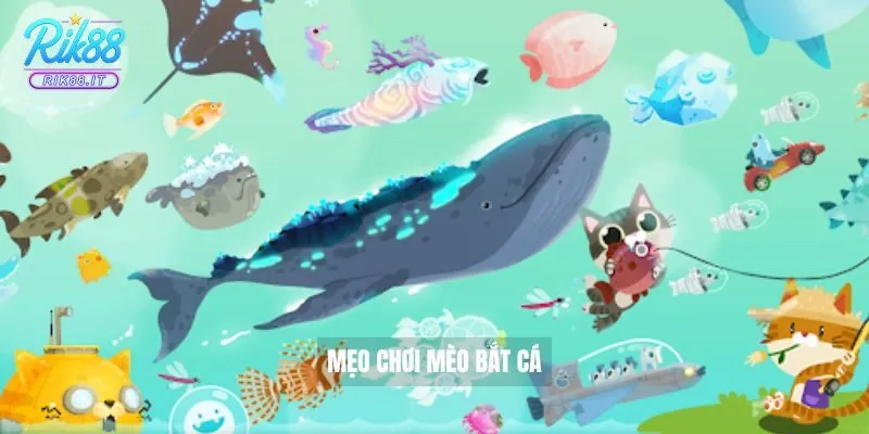 Mẹo chơi mèo bắt cá