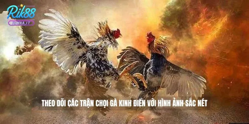 Theo dõi các trận chọi gà kinh điển với hình ảnh sắc nét